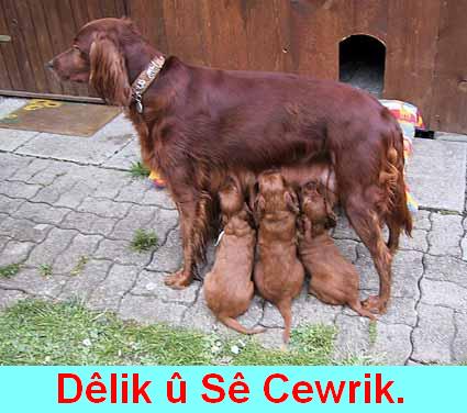 Delik_u_Se_Cewrik.jpg